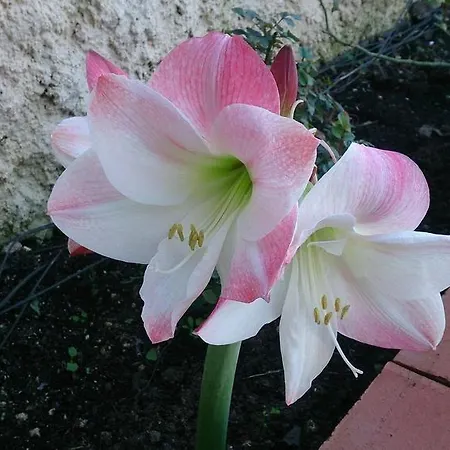 Il Mirto E La Rosa 3*