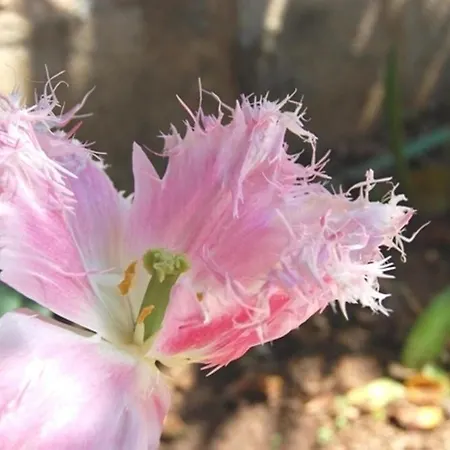 Bed and breakfast Il Mirto E La Rosa 4*